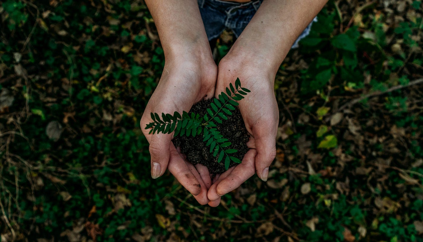 Nurture Nature: Sponsor a Tree and Help Preserve Our World